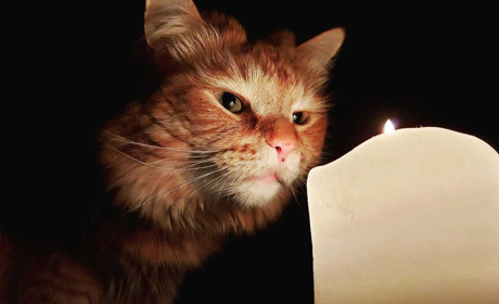 У вівторок дві вулиці в Глухові залишаться без світла