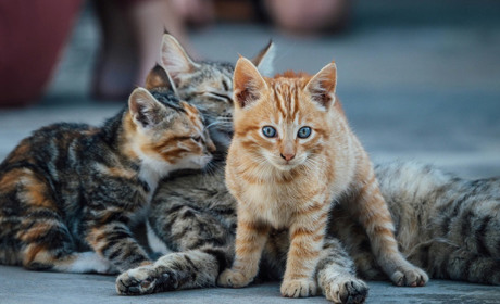 Безкоштовне щеплення домашніх тварин від сказу на Кагарличчині: де проводитимуть 9 грудня