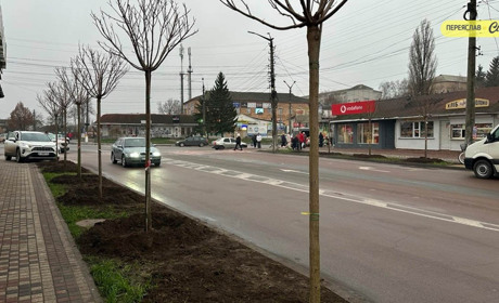 У Переяславі восени висадили понад сотню дерев із партії для парку Мазепи, а що з іншими?