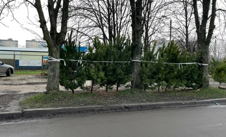 Скільки коштує новорічне дерево у Жовтих Водах та як перевірити ялинку у 2025 році