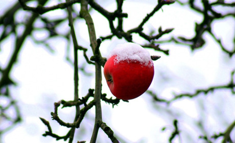 Що сіяти в січні? Місячний календар садівника на перший місяць 2026 року