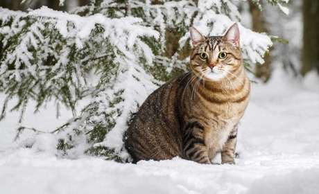 Погода на лівобережжі Херсонщини з 27 по 29 грудня: прогноз Українського гідрометеоцентру