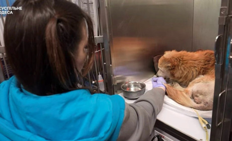 В Одесі рятують собаку, який постраждав під час атаки по мосту в Маяках