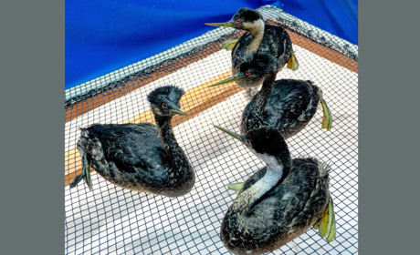 Екологічна катастрофа в Одесі стала пасткою і причиною загибелі водоплавних птахів