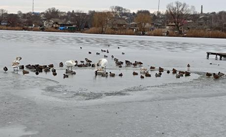 Скута льодом річка Кодима та птахи, що не полетіли: чому людська допомога зараз вирішальна
