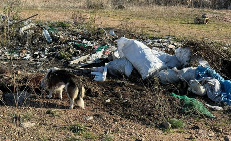 Легальна безкарність: кейс Первомайщини як індикатор вигідного знищення довкілля в Україні