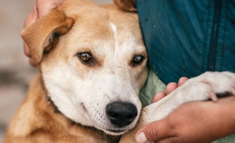 Реєструвати та прибирати на прогулянці: які ще правила утримання домашніх улюбленців на Полонщині