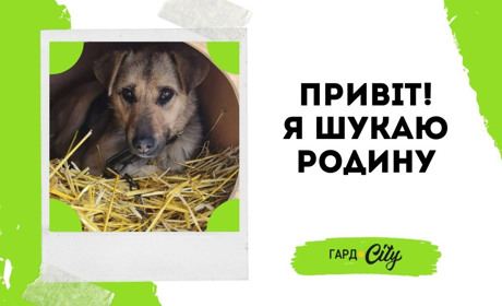Собачка Ніка у пошуках родини: господарка через стан здоров'я вже не має змоги дбати про тваринку