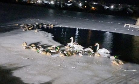 Лебідь на льоду: балтяни склали іспит на людяність