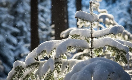 Морози, хуртовини та сніг: прогноз погоди у Гадячі на тиждень