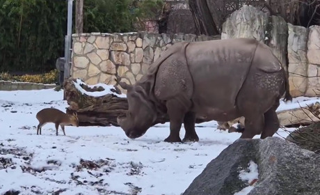 У Вроцлавському зоопарку карликовий олень викликав на двобій носорога (відео)