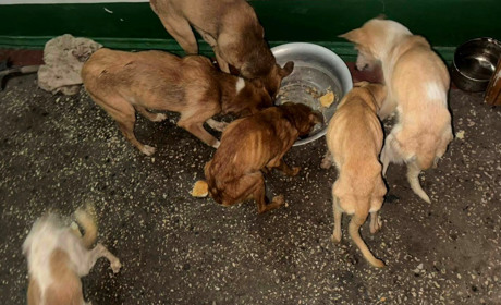 Коли "порятунок" стає катуванням: волонтери з Фастова просять допомоги для врятованих собак