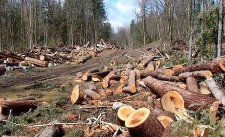 Незаконні рубки та мільйонні збитки: на Полтавщині до судів передали понад 130 екосправ