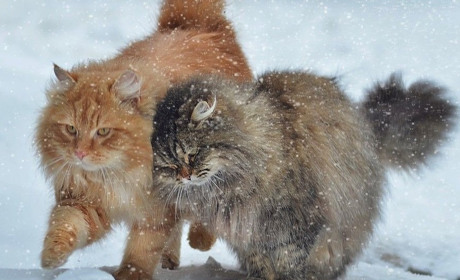 Погода на лівобережжі Херсонщини з 15 по 17 січня: прогноз Українського гідрометеоцентру