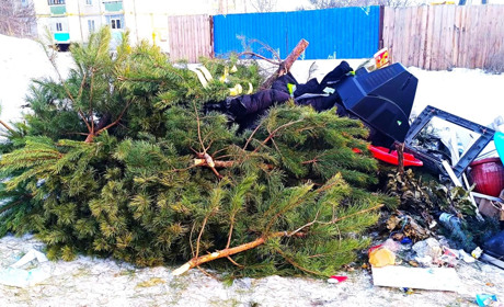 Де подіти ялинку після свят?