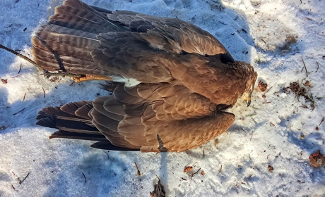 Зима дістала всіх...Птахи гинуть від холоду прямо на деревах..
