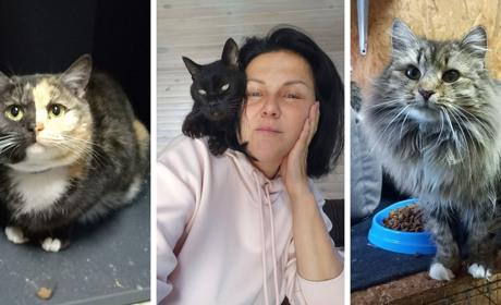 «Дім котів» прихистив понад пів сотні котиків з прифронтових міст: притулок потребує підтримки