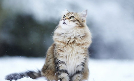 Погода на лівобережжі Херсонщини з 26 по 28 січня: прогноз Українського гідрометеоцентру