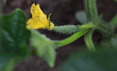 Секрети міцної розсади: повний гід по добривах