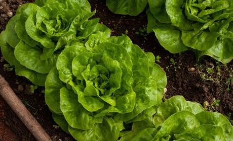 Місячний посівний календар на лютий 2026 року: готуємо розсаду вчасно