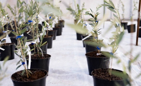 На Херсонщині стартує міжнародний канадсько-український агропроєкт з вирощування оливок