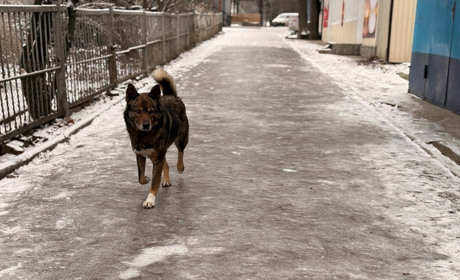 Ожеледиця у Первомайську 28 січня: як містяни добиралися до центру та долали наслідки негоди