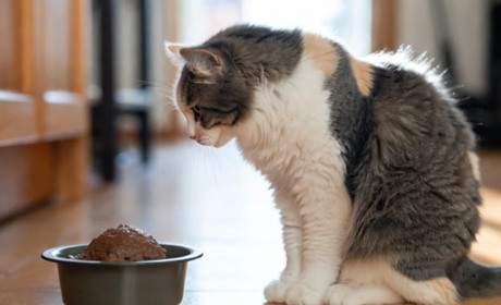 Чому кіт відмовляється від вологого корму і як це виправити