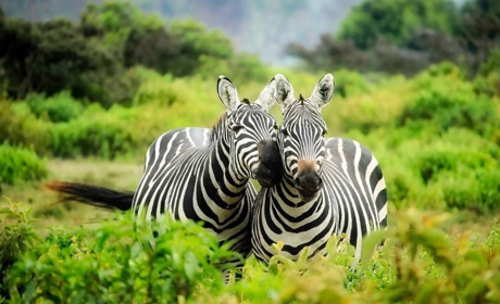 31 січня: Міжнародний день зебри та інші дати, події, свята, народні прикмети