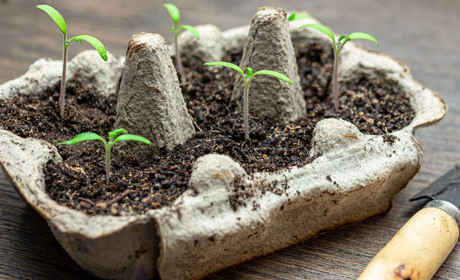 Місячний посівний календар на лютий 2026 року: що і коли сіяти