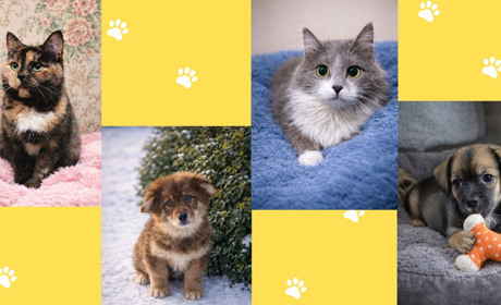 Прилаштування безпритульних тварин у Гадячі: хто зараз шукає дім