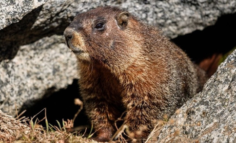 2 лютого: День бабака, Всесвітній день страуса та інші дати, події, свята, народні прикмети