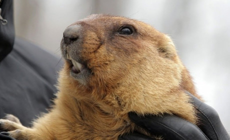 День бабака: яку весну навіщував Тимко