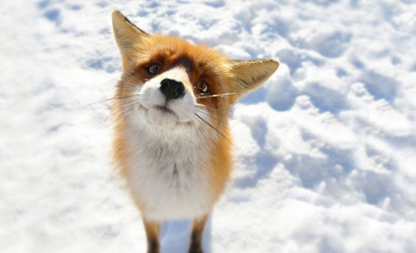 У Фастівській громаді почастішали випадки появи лисиць: мешканців закликають бути обережними