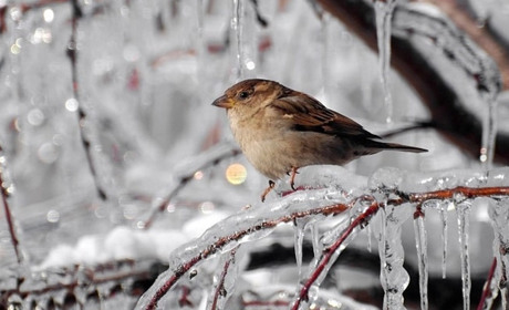 Прогноз погоди на 4-8 лютого