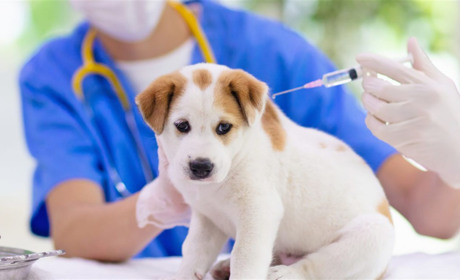 На Черкащині триває профілактика сказу: підсумки 2025 року