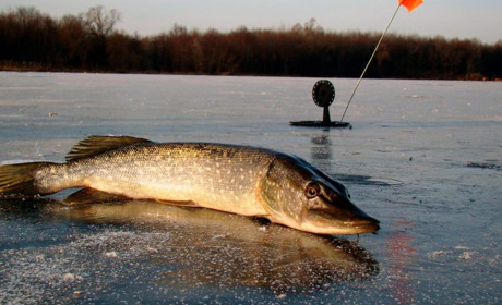 Сезон «тиші» на водоймах: в Україні вводять заборону на вилов щуки