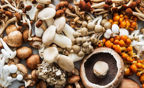 На Черкащині зафіксували перший цьогорічний випадок отруєння грибами