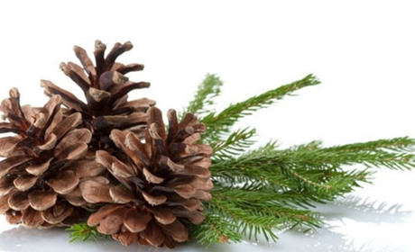 На Полтавщині відкрили автоматизований комплекс переробки шишок і насіння хвойних