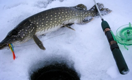 З 15 лютого на Київщині буде діяти заборона на вилов щуки: порушникам загрожують штрафи