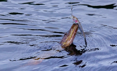 З 15 лютого на водоймах Київщини діятиме заборона на вилов щуки: які штрафи за порушення