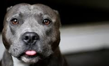 У Полтаві пітбуль покусав чотирьох людей. Серед них — дитина