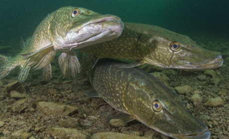 В Україні розпочалася щорічна заборона на вилов щуки