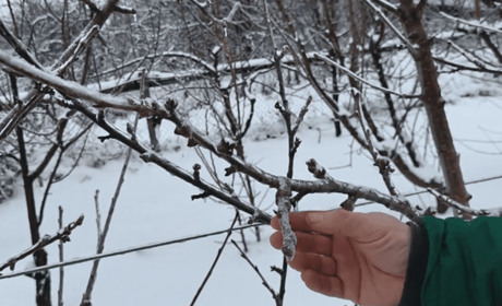 Догляд за садом після морозів: чим удобрити дерева та кущі