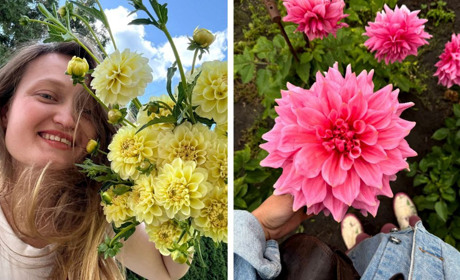 Краса у квітах: «Жоржинове поле» фастівчанки Анастасії Гаєвської