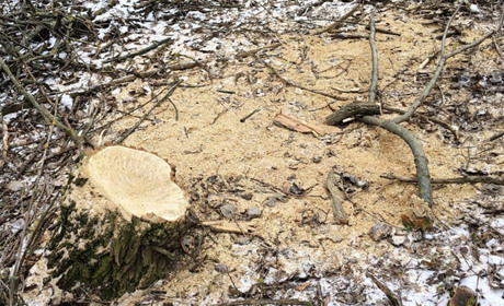 На Полтавщині незаконно зрубали 75 дерев: збитки — майже на мільйон гривень