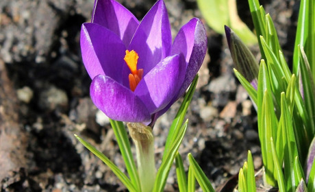 Березень 2026: календар успішних посівів та секрети підготовки насіння