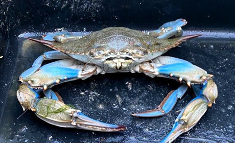 Небажаний гість із Атлантики: блакитний краб освоює чорноморські лимани