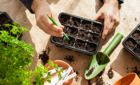 З 25 по 28 лютого варто посіяти на розсаду помідори, перець, баклажани, селеру та квіти