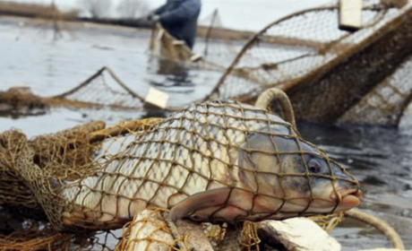 На Кременчуцькому водосховищі вилучили 240 метрів браконьєрських сіток
