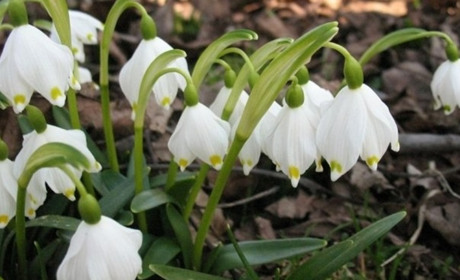 На Черкащині триває операція «Первоцвіт–2026»: екологи закликають не зривати рідкісні квіти